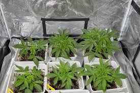 The Ultimate Guide to Cannabis Seeds Oregon